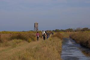 Eurobirdwatch: 5-6 ottobre