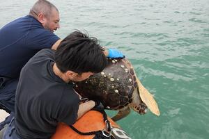 Guardia Costiera di Viareggio: liberata tartaruga Caretta caretta rimasta impigliata in una rete