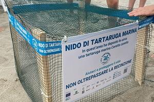Primo ritrovamento a Forte dei Marmi al bagno San Camillo di un nido di tartaruga caretta carretta