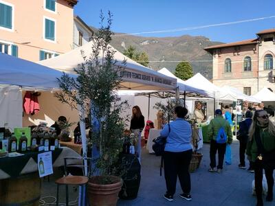 Torna &quot;Prim&#039;olio e Primo vino&quot; in centro storico a Camaiore