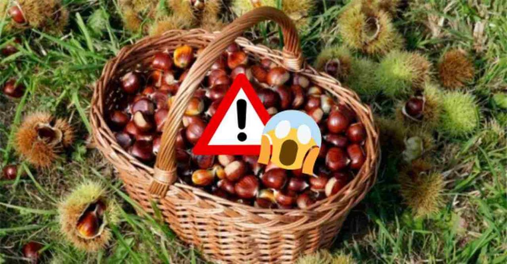 Allerta castagne -Depositphotos- lagazzettadiviareggio.it