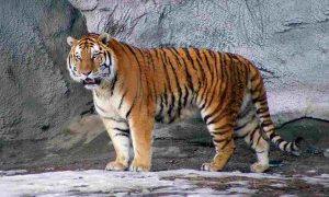 Tigre gigante (Depositphotos) - lagazzettadiviareggio.it