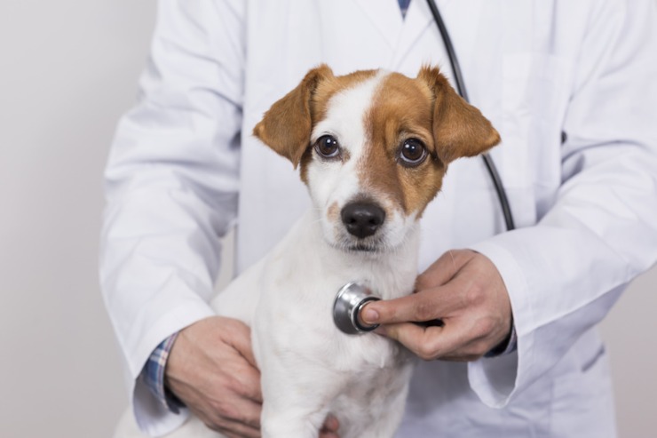 Cane visitato dal veterinario