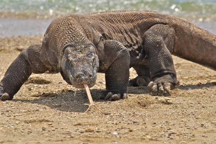 drago di Komodo