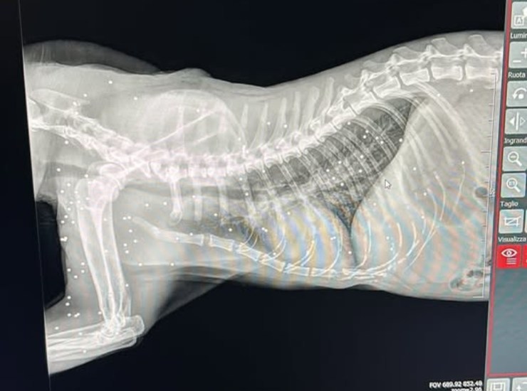 Soccorso e trasportato in clinica